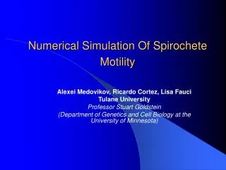 Numerical Simulation Of Spirochete Motility