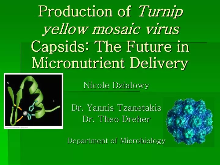 production of turnip yellow mosaic virus capsids the future in micronutrient delivery