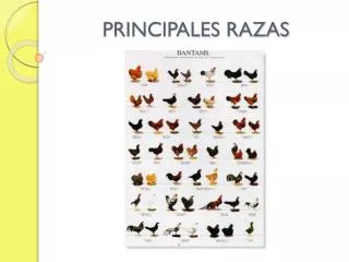 principales razas