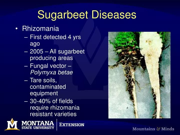 sugarbeet diseases