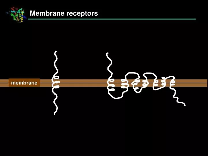 membrane receptors