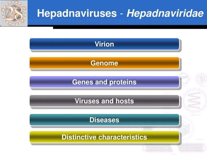 hepadnaviruses hepadnaviridae