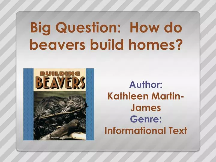big question how do beavers build homes