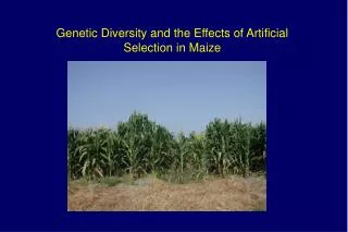 Genetic Diversity and the Effects of Artificial Selection in Maize