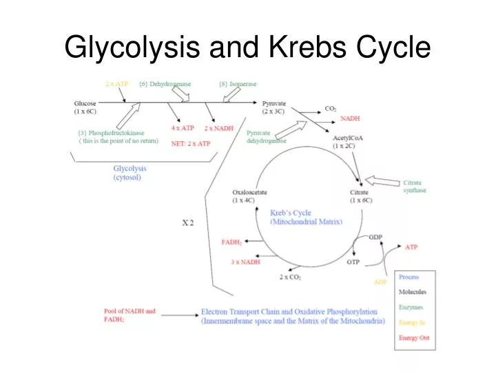 glycolysis and krebs cycle