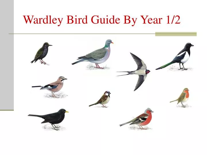 wardley bird guide by year 1 2