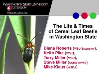 The Life &amp; Times of Cereal Leaf Beetle in Washington State