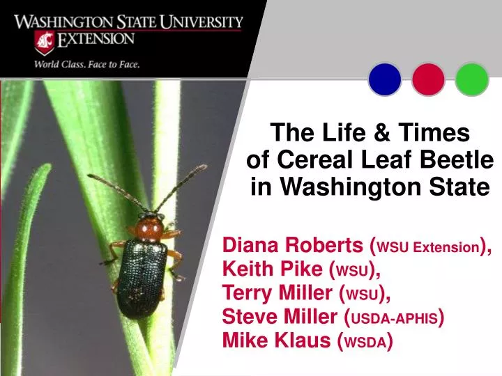 the life times of cereal leaf beetle in washington state