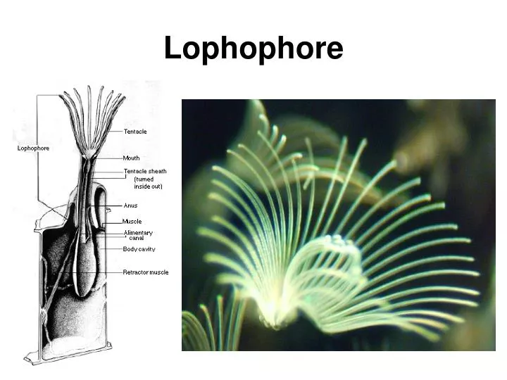 lophophore