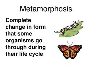 metamorphosis