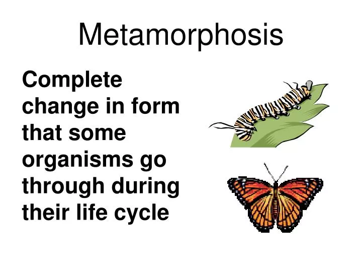 metamorphosis