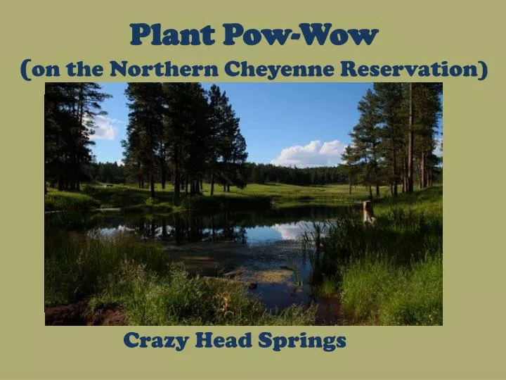 plant pow wow on the northern cheyenne reservation