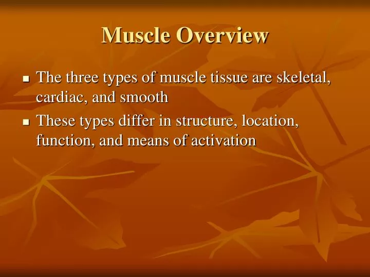 muscle overview