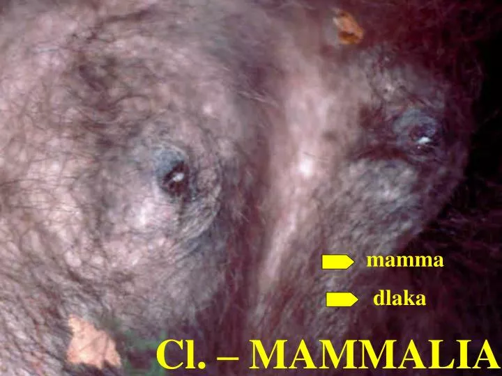 cl mammalia