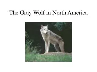 The Gray Wolf in North America