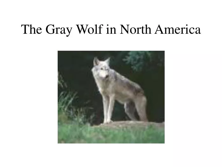 the gray wolf in north america
