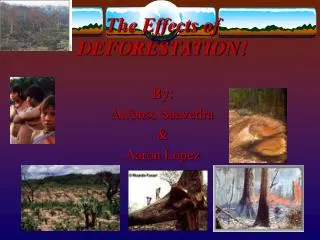 The Effects of DEFORESTATION!