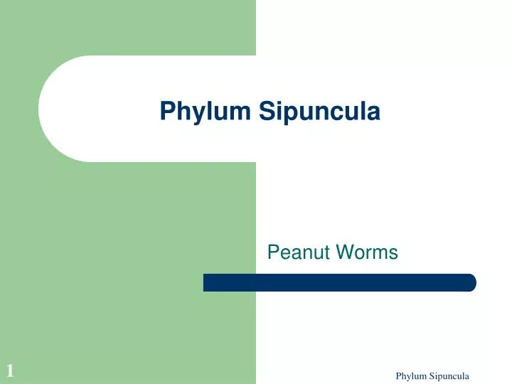 phylum sipuncula