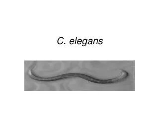 C. elegans