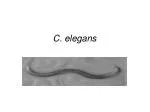 C. elegans - slide 1