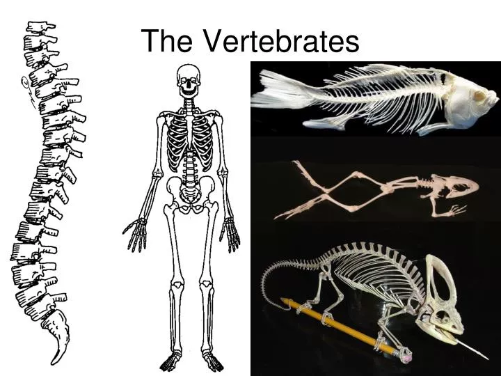 the vertebrates