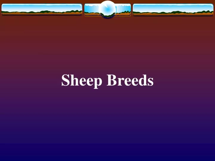 sheep breeds