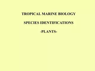 TROPICAL MARINE BIOLOGY SPECIES IDENTIFICATIONS PLANTS-