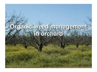 Organic weed management in orchard