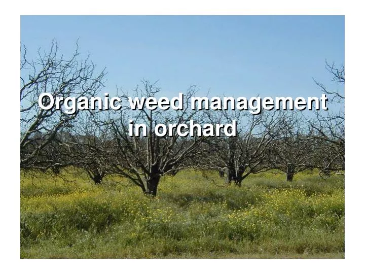 organic weed management in orchard