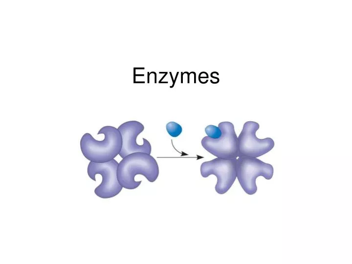 enzymes