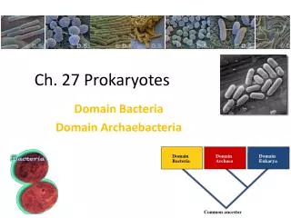 Ch. 27 Prokaryotes