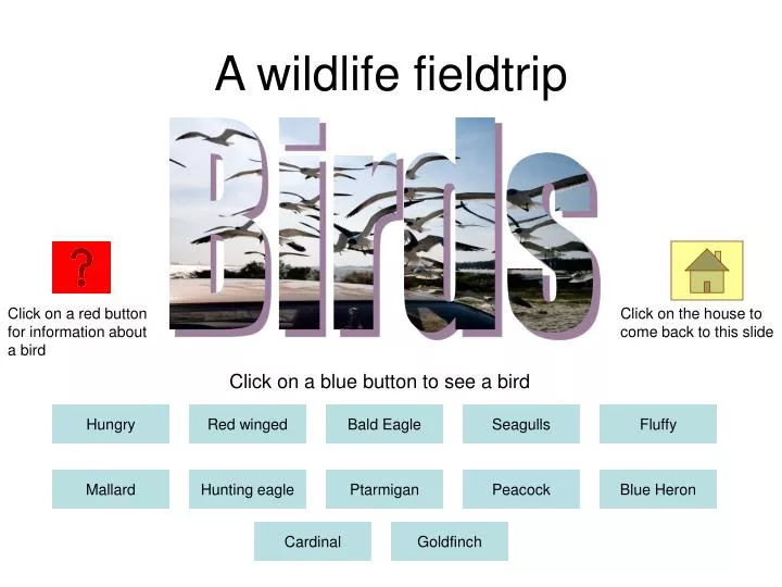 a wildlife fieldtrip