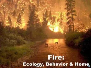 Fire: Ecology, Behavior &amp; Home