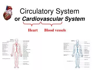 Circulatory System or Cardiovascular System