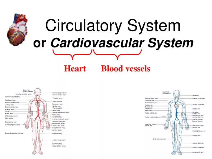 circulatory system or cardiovascular system