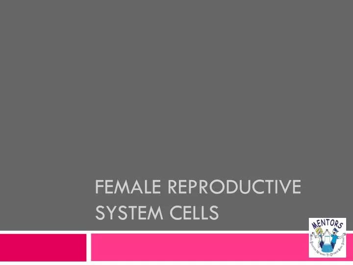 female reproductive system cells