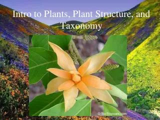Intro to Plants, Plant Structure, and Taxonomy