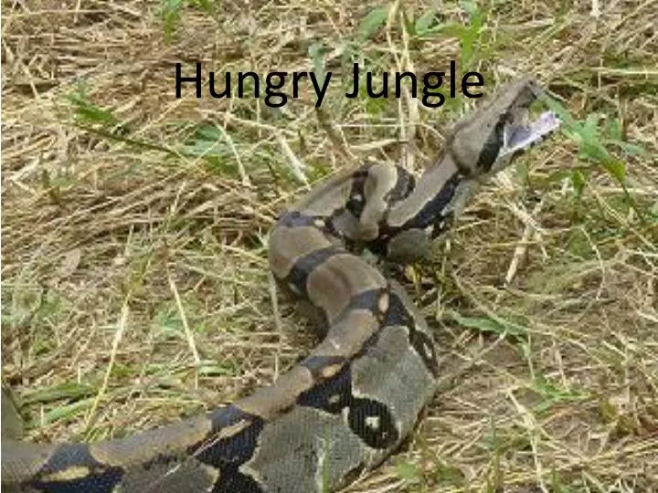 hungry jungle