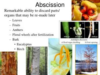 Abscission