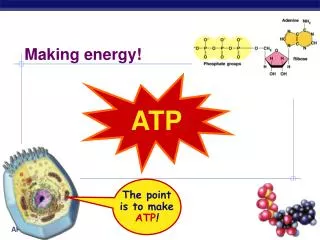 ATP