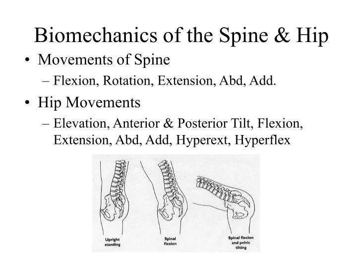 biomechanics of the spine hip