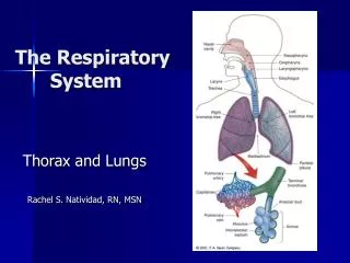 The Respiratory 	System