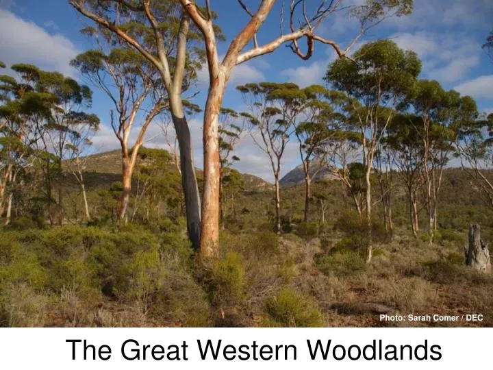 the great western woodlands