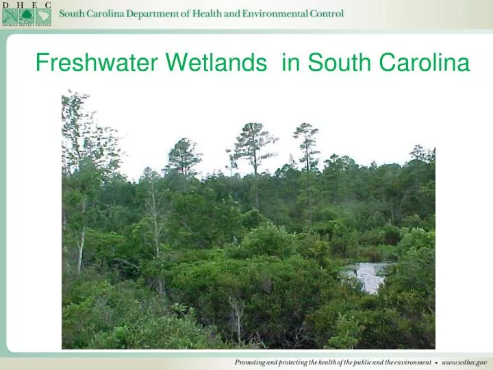 freshwater wetlands in south carolina