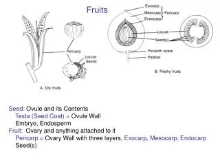 Seed: Ovule and its Contents Testa (Seed Coat) = Ovule Wall Embryo, Endosperm