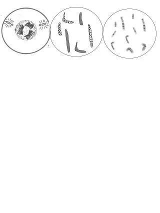 Comparing Mitosis and Meiosis