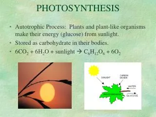 PHOTOSYNTHESIS