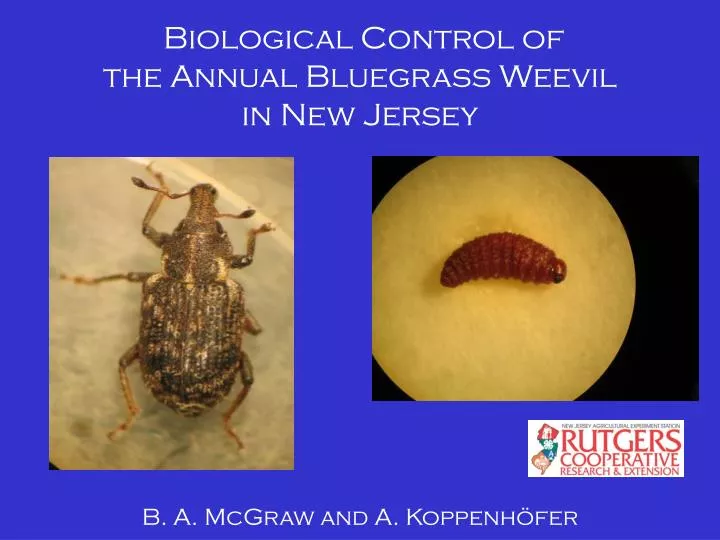 biological control of the annual bluegrass weevil in new jersey