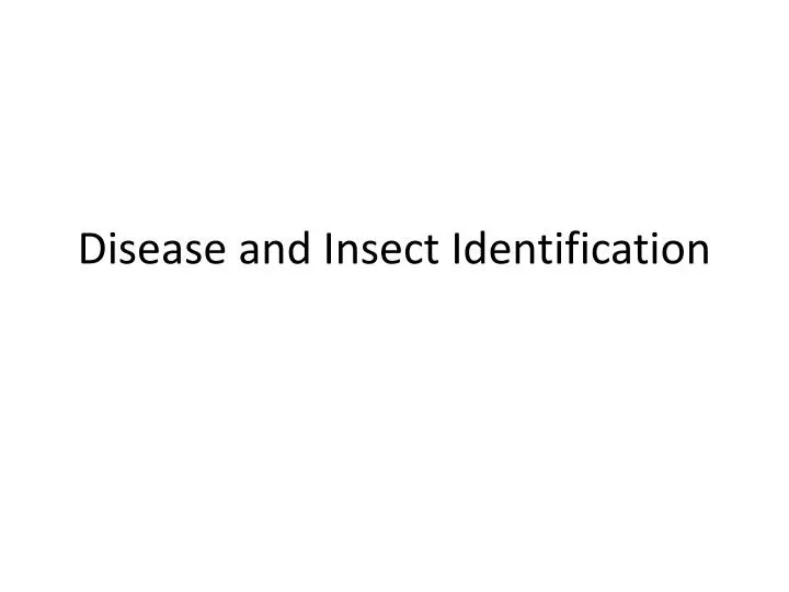 disease and insect identification