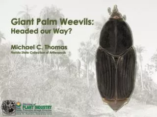 Giant Palm Weevils: Headed our Way? Michael C. Thomas Florida State Collection of Arthropods